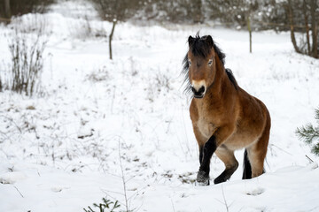 Wild horses graze in a nature reserve in the Czech Republic near the city of Hradec Králové.