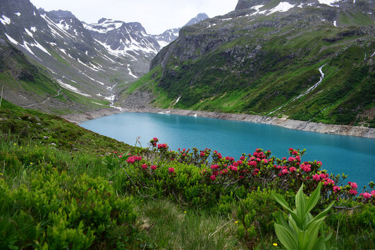 Bergsee in den Tiroler Alpen mit hohen Gipfeln und Almrosen im Vordergrund, Fr&uuml;hling in den Bergen