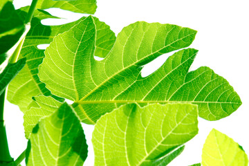 Raw Figs leaves 2021 large, broad, and flat