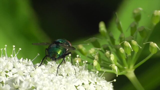 Fliege auf Bl&uuml;te