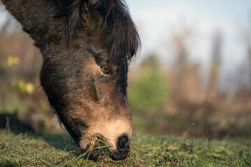 Fototapeta premium Wild horses graze in a nature reserve in the Czech Republic near the city of Hradec Králové.