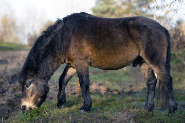 Wild horses graze in a nature reserve in the Czech Republic near the city of Hradec Králové.