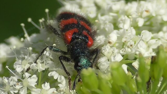 Zottiger Bienenk&auml;fer (Trichodes alvearius)