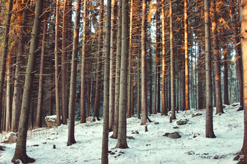 Obraz premium winter forest in the snow