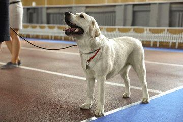 Owner with adorable Labrador Retriever indoors at dog show, closeup