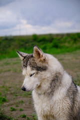Obraz premium Husky dog with wet hair in nature after the rain.