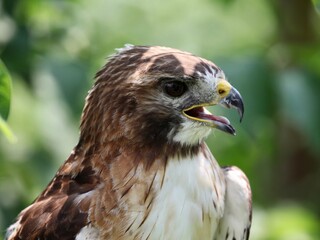 red tailed hawk