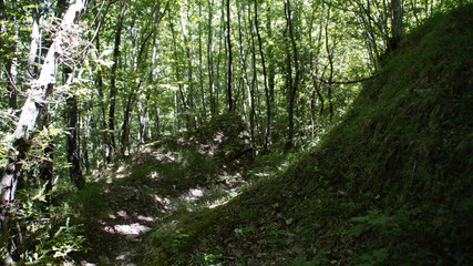 Bosco lungo il sentiero 390bis da Villa di Parchiule a Poggio dell'Appione in Italia