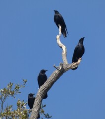 crow family in tree