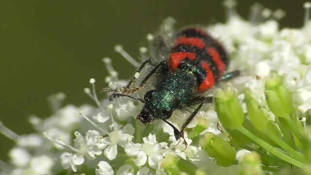 Zottiger Bienenk&auml;fer (Trichodes alvearius)