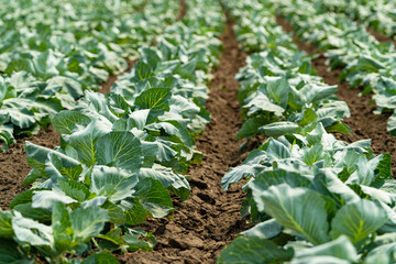 green cabbage on the field
