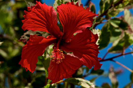 Front view of dramatic red hibiscus flower in bloom on plant