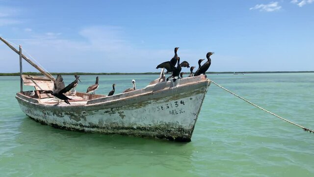 Double-crested cormorants and Brown Pelicans sitting on a fishing boat