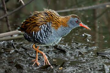 Bird - Western Water Rail ( Rallus aquaticus ) moves quickly through shallow water in thickets of...