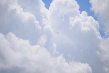 Bird In The Cloud