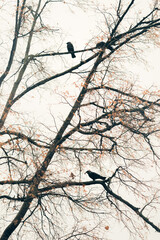 Black birds sitting an autumn tree