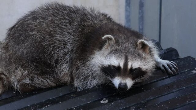 A portrait of a raccoon