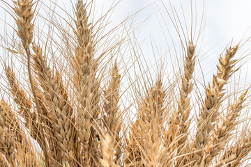 A bunch of ears of wheat on a white background with a place for your text.