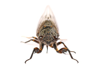 Cicadetta montana or New Forest Cicada isolated on white background 