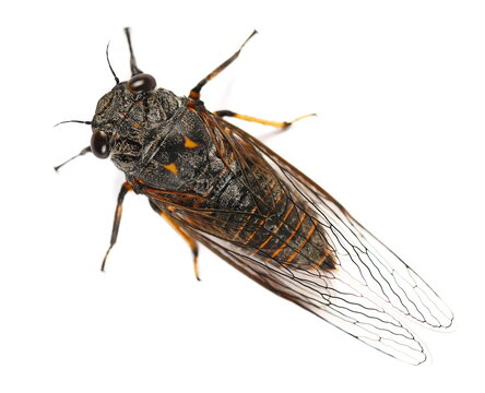 Cicadetta montana or New Forest Cicada isolated on white background, top view