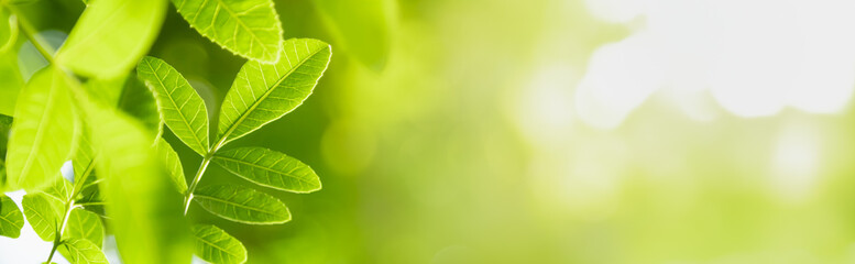 Fototapeta premium Closeup of beautiful nature view green leaf on blurred greenery under sunlight background in garden with copy space using as background cover page concept.