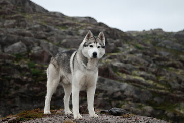 A fluffy Siberian husky dog stands on a rock in the north of Russia and looks into the distance at the sea. Cold landscape of the northern district