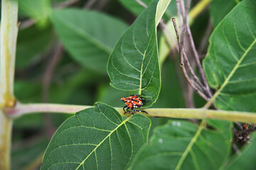 The spotted Lanternfly. indigenous to parts of Southern China, Twaiwan, and Vietnam is America's wanted. Its spread 