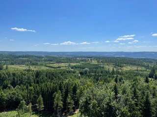 forest in the mountains