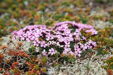 Obraz premium Pink northern flowers on a rock on the shore of the Barents Sea. Teriberka village, Murmansk Region, Russia