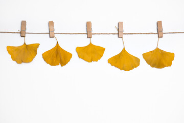 autumn background, yellow fallen leaves of ginkgo tree hanging on clothespins on a rope, falling leaves, autumn discounts and sales