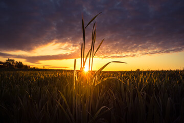 The summer sun rising over a crop field. Rural scenery during sunrise. Summertime scenery of Northern Europe.