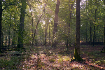 Old oak trees in morning mist