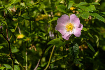 Close-up of pink sunlit wild rose in the woods, England, UK