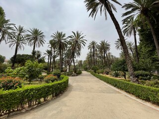 Fototapeta premium palm trees in the garden