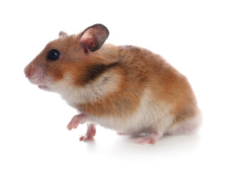Adorable hamster on white background. Lovely pet