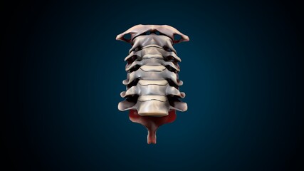 3d illustration of human body skeleton parts  anatomy