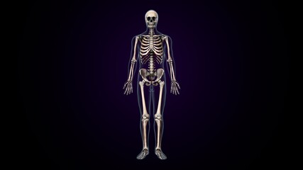Obraz na płótnie Canvas 3d illustration of human body skeleton anatomy