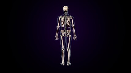 3d illustration of human  body skeleton anatomy