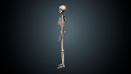 3d illustration of human  body skeleton anatomy