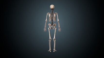 3d illustration of human  body skeleton anatomy