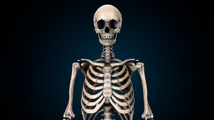 3d illustration of human skeleton  rib cage anatomy.