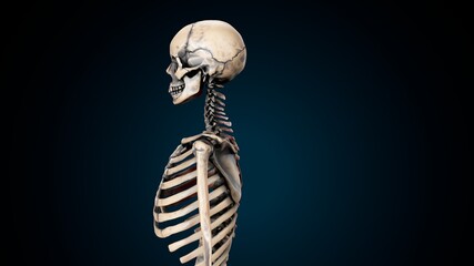 3d illustration of human skeleton  rib cage anatomy.