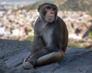 Monkey's portrait in Hanuman Ji Temple, Jaipur, Rajasthan, India. Historic Hindu temple with monkeys. Monkey Temple, Jaipur.