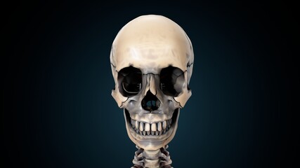 3d illustration of human skull anatomy.