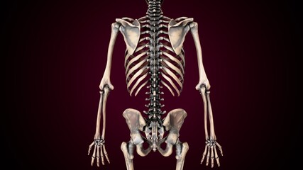 3d illustration of human skeleton anatomy.