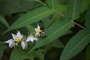 Bee On A Leaf