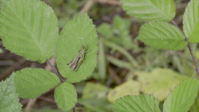 Common green grasshopper  on a Bramble Leaf