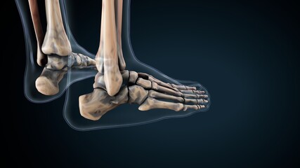 3d illustration of human body foot bone anatomy © PIC4U