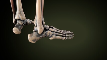 3d illustration of human body foot bone anatomy © PIC4U