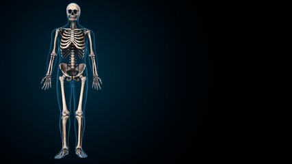 3d illustration of human body skeleton parts  anatomy